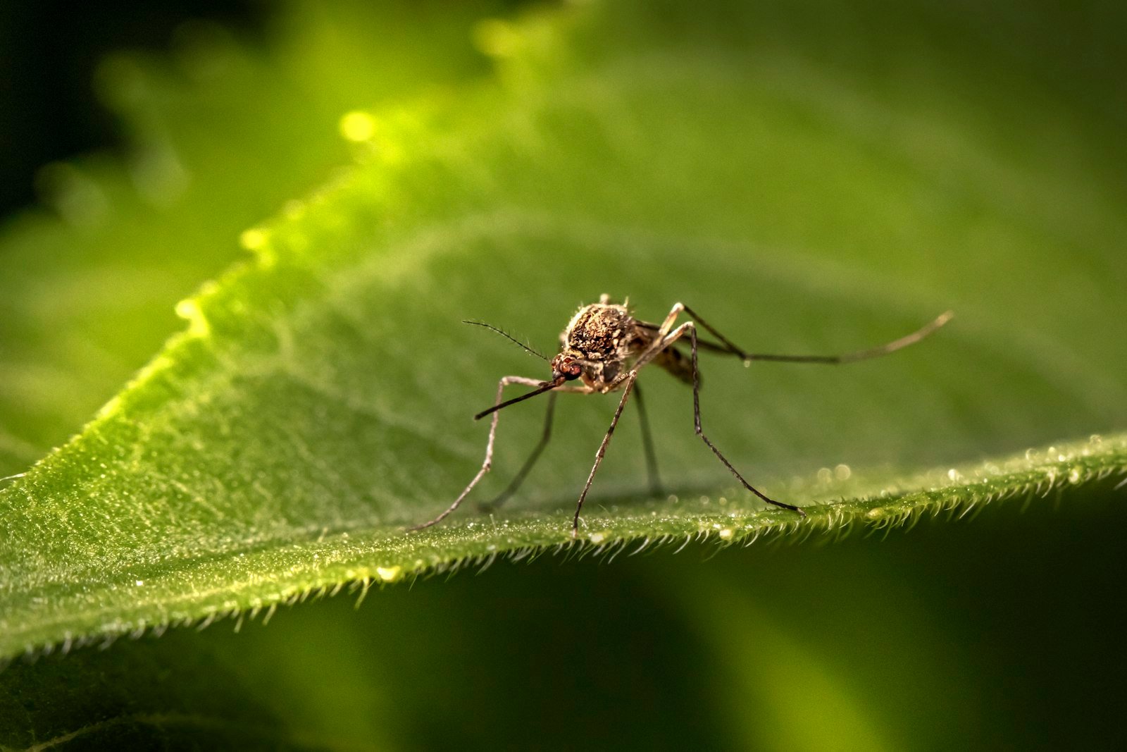Malaria i denga - dobra wiadomość - Algieria