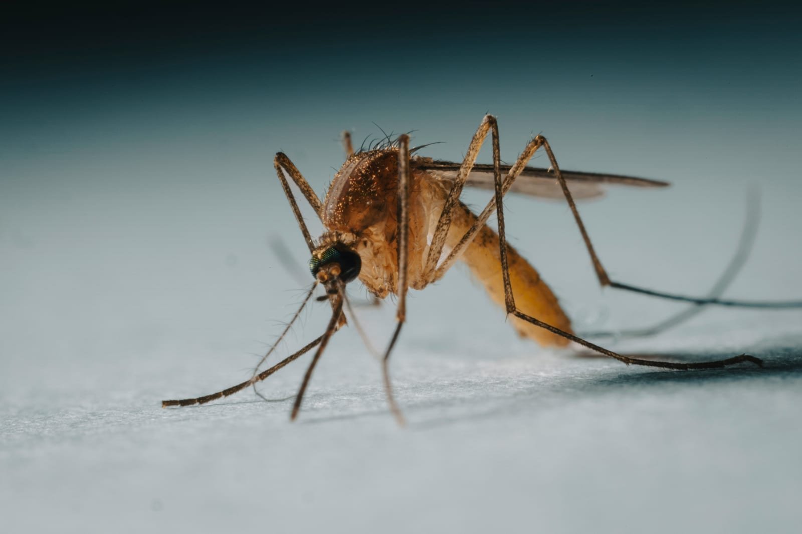 Malaria na północy - Botswana