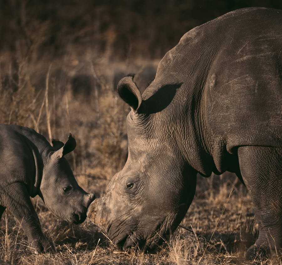 Safari i zwierzęta - Eswatini