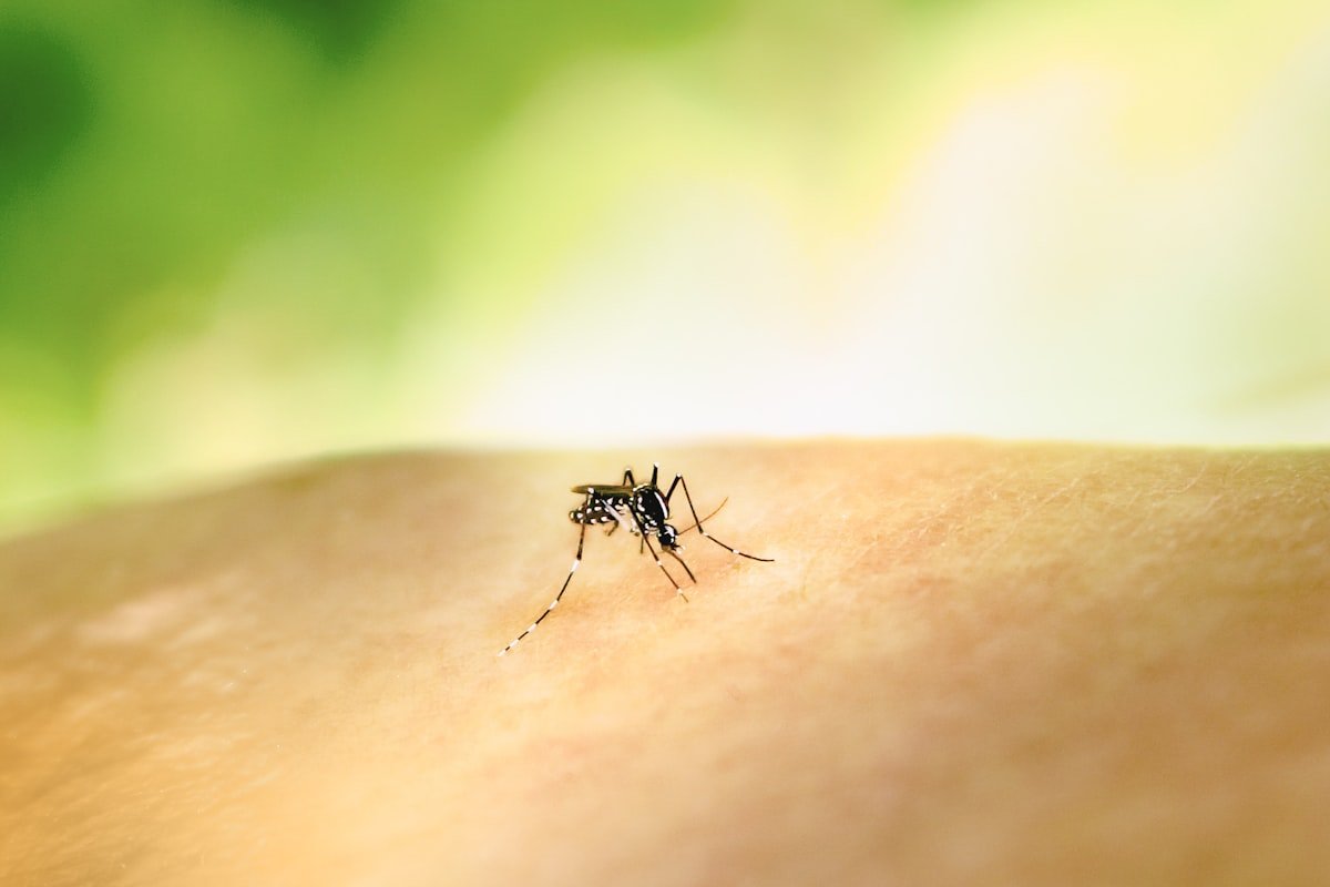 Komary: denga i malaria - Honduras