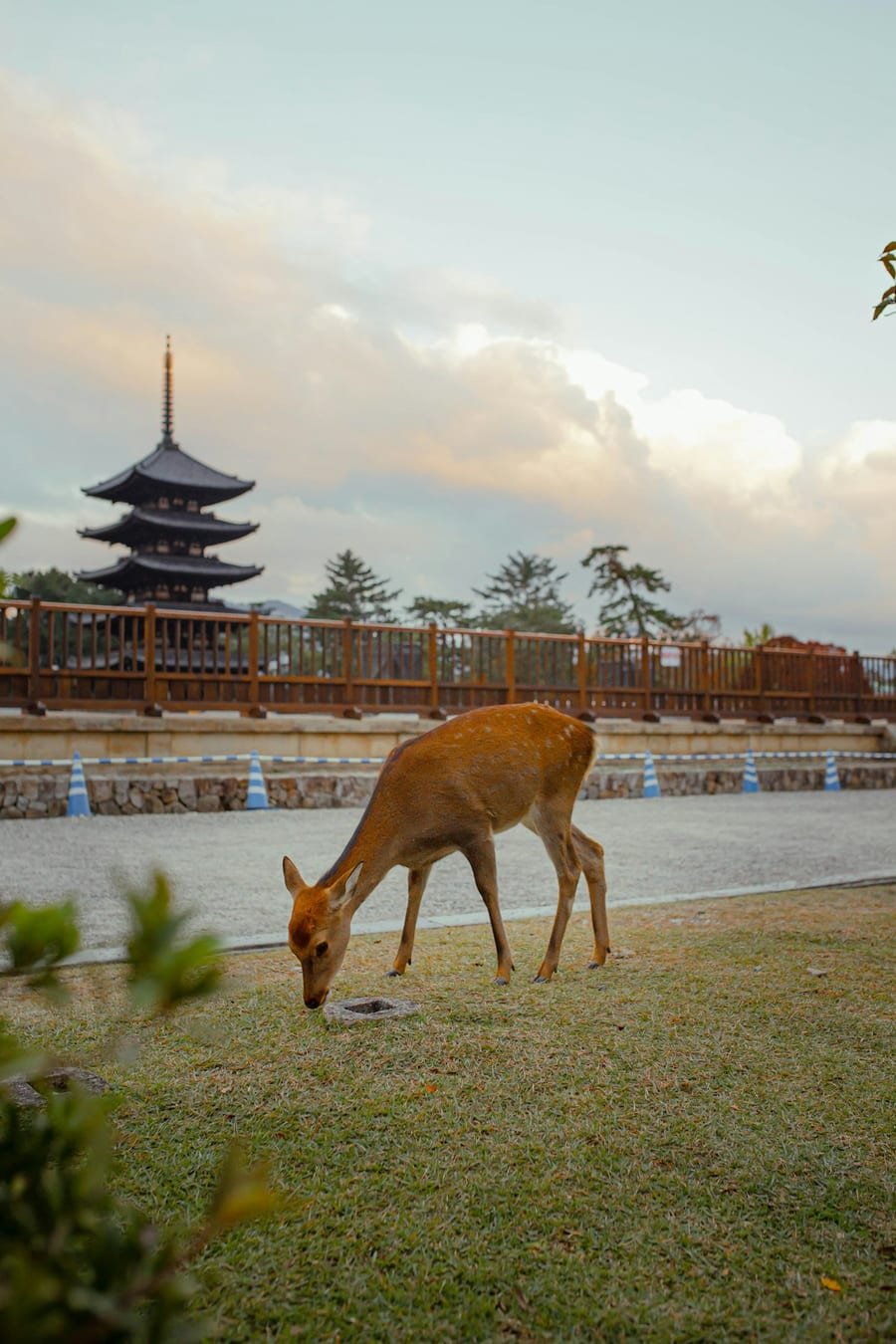 Jelenie, małpy i... zero wścieklizny - Japonia