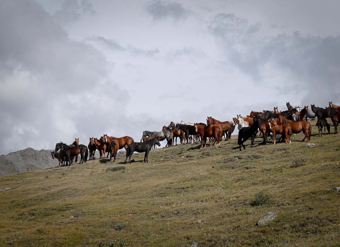 Zwierzęta i wścieklizna - Kazachstan