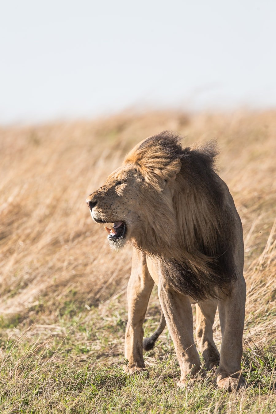 Safari i dzikie zwierzęta - Kenia