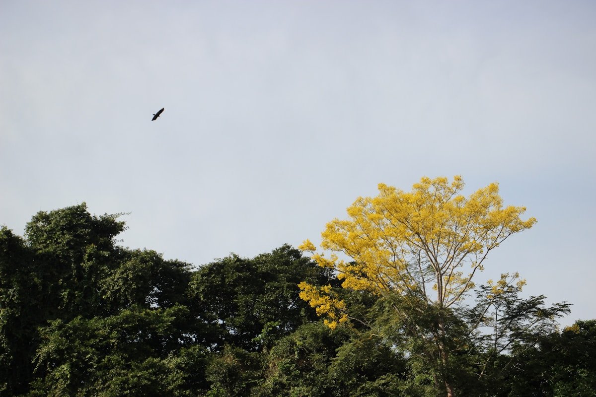 Dżungla i Amazonia - Kolumbia