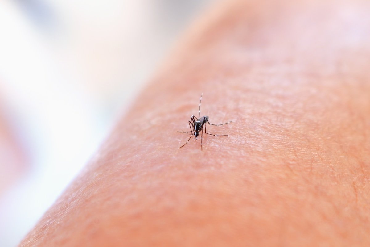 Komary, denga i chikungunya - Kuba
