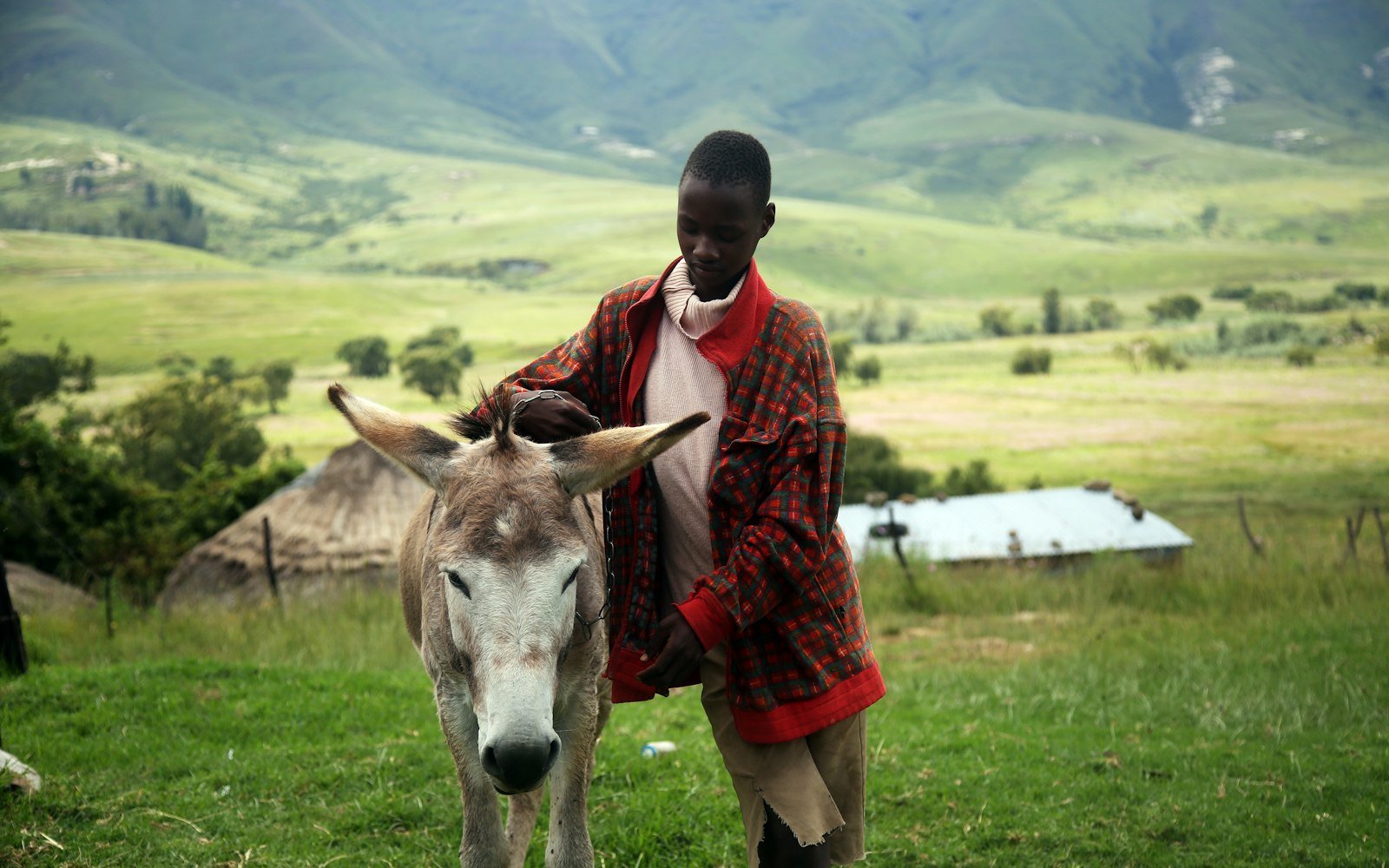 Psy i zwierzęta gospodarskie - Lesotho