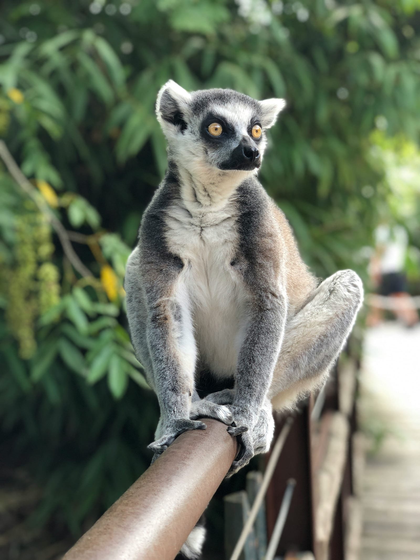 Zwierzęta i przyroda - Madagaskar