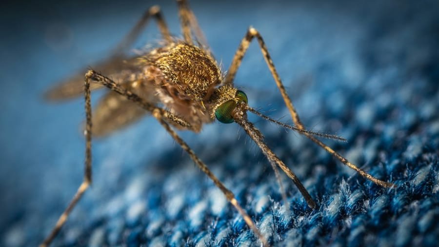 Malaria, denga i komary - Birma (Myanmar)