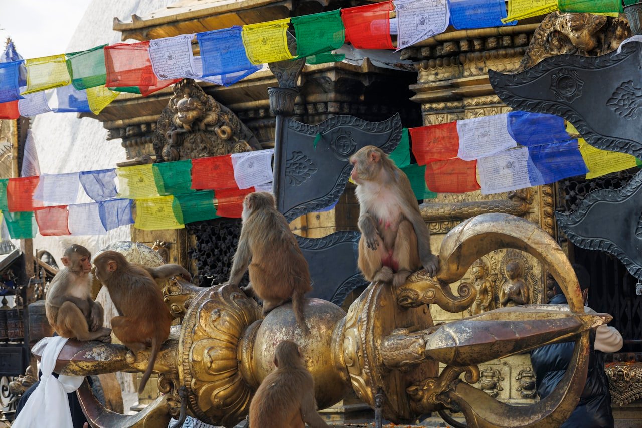 Psy, małpy i wścieklizna - Nepal