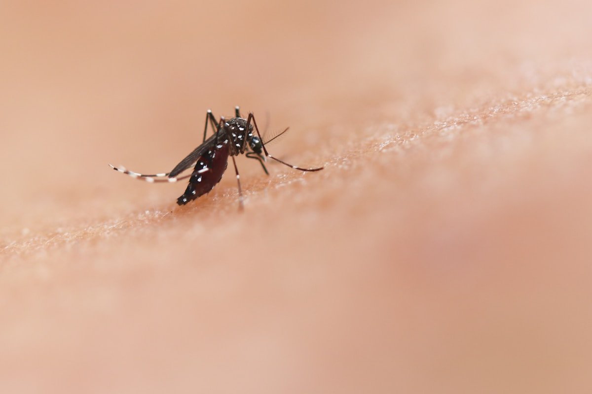 Malaria i komary - RPA