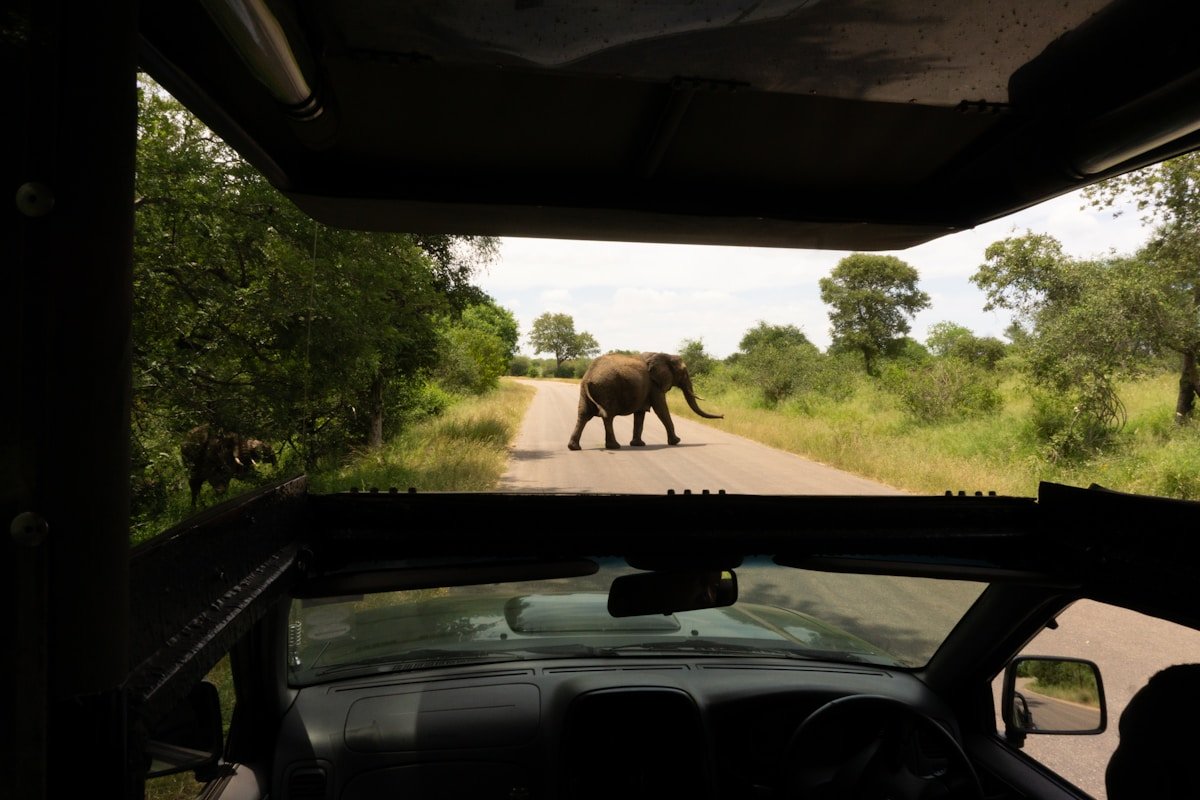 Safari i zwierzęta - RPA