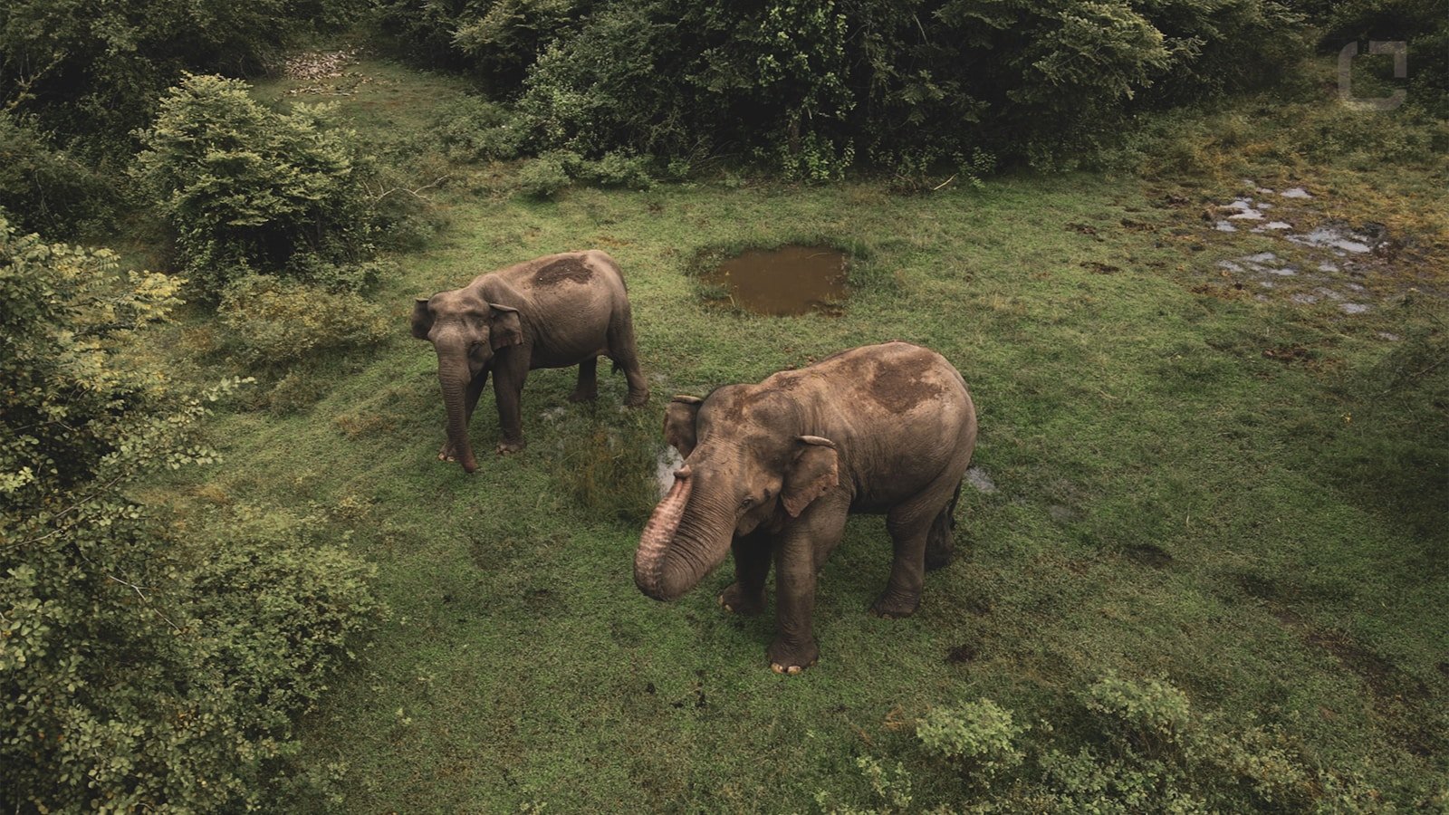 Zwierzęta i wścieklizna - Sri Lanka