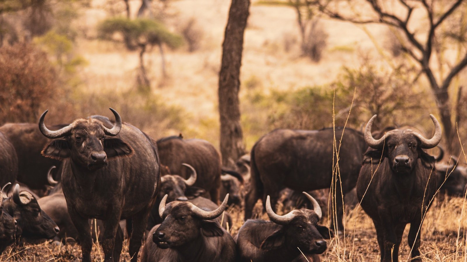 Safari i dzikie zwierzęta - Tanzania