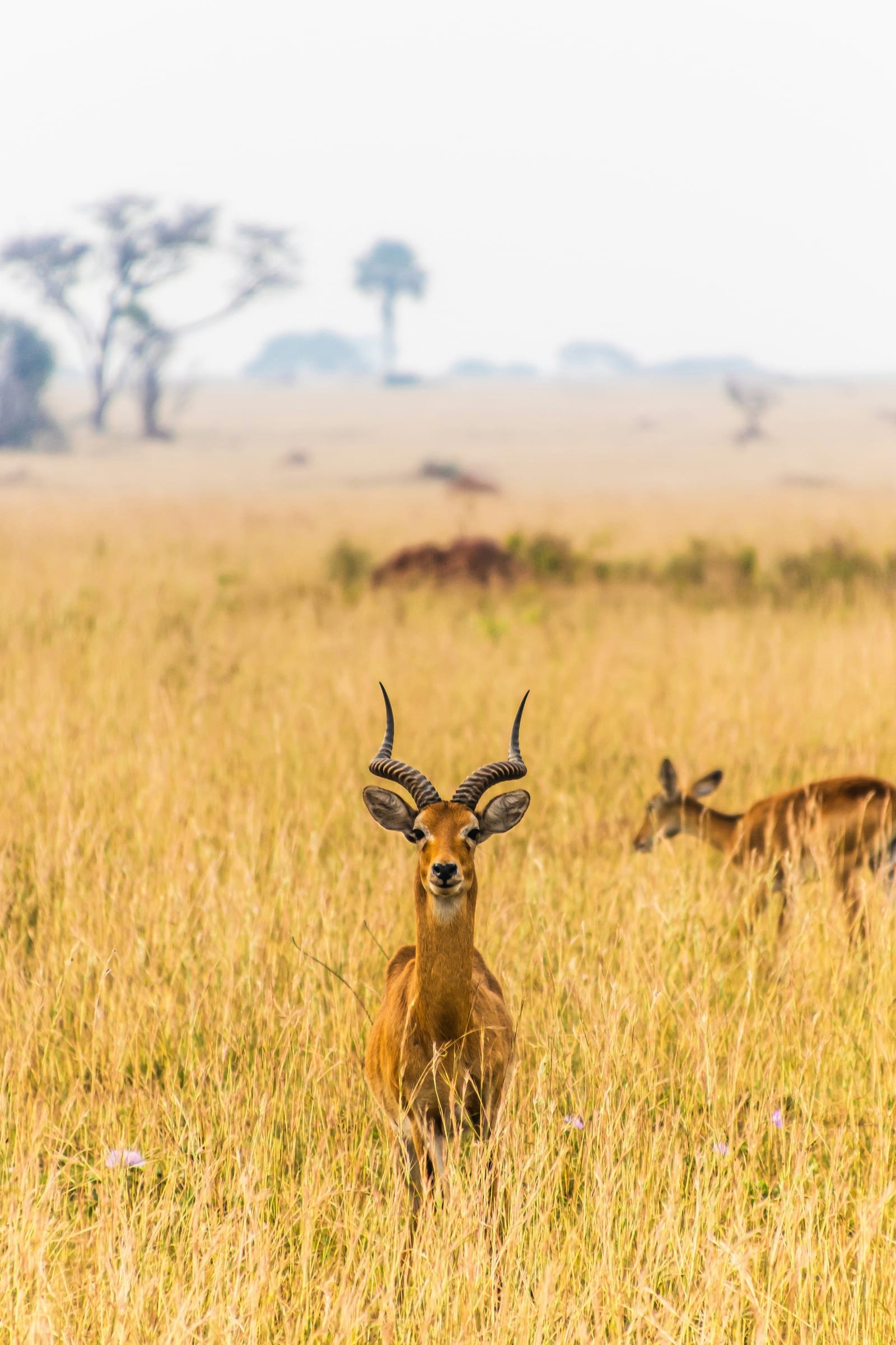 Goryle, safari i zwierzęta - Uganda