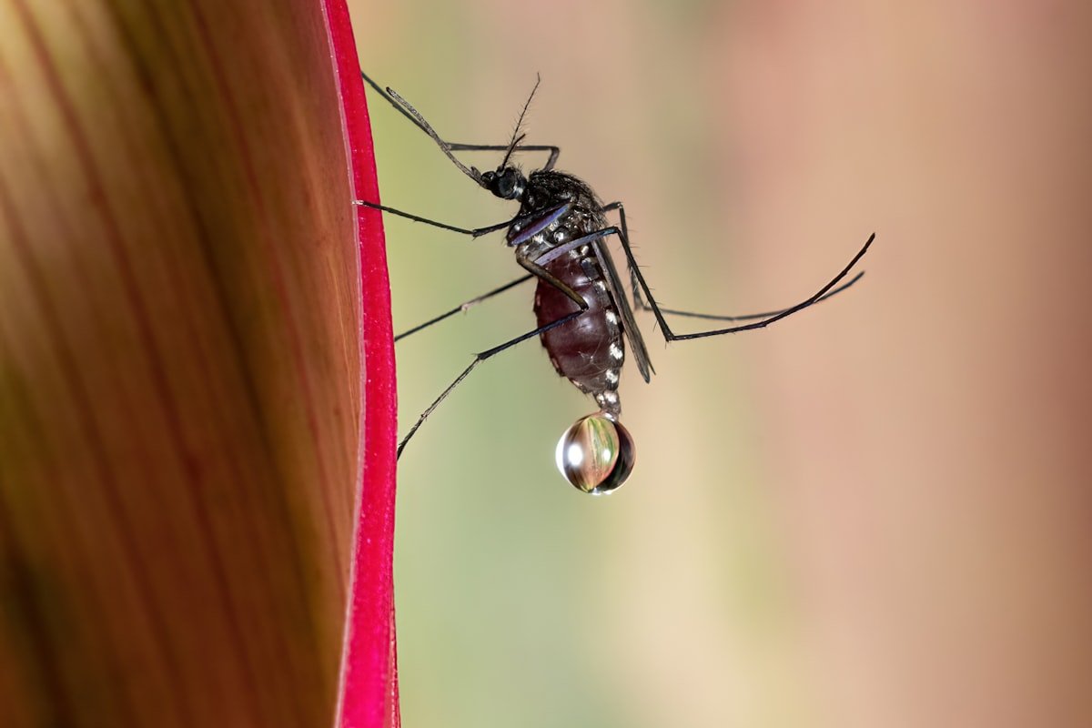 Malaria i komary - Wybrzeże Kości Słoniowej
