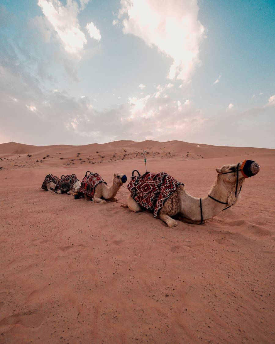 Zwierzęta, wielbłądy i wścieklizna - Zjednoczone Emiraty Arabskie