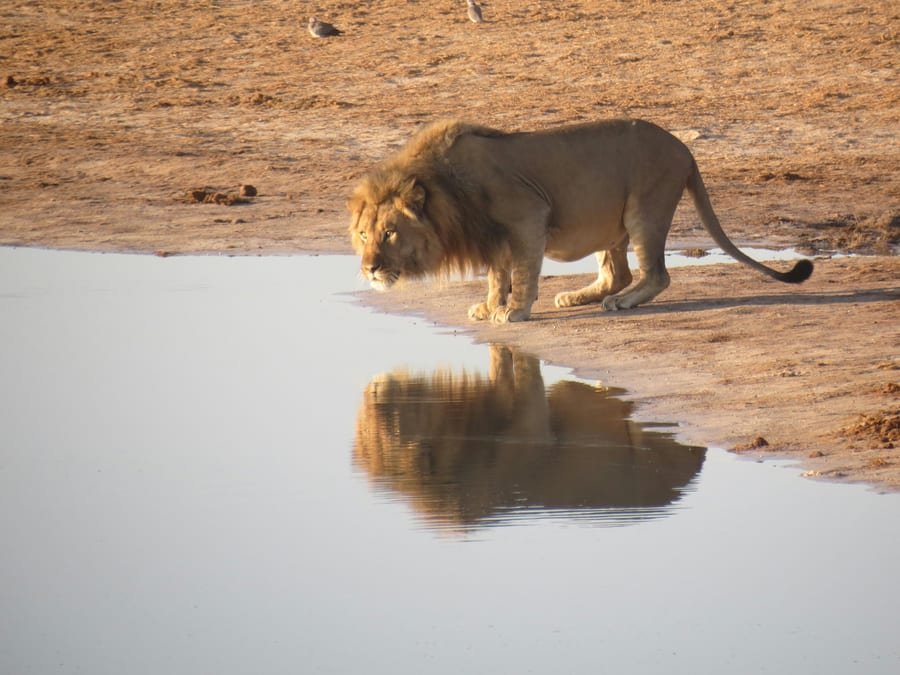 Safari, rzeka i adrenalina - Zimbabwe