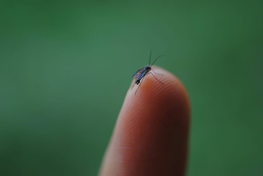Malaria i komary - Zimbabwe